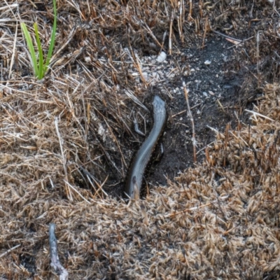 Eulamprus tympanum (Southern Water Skink) at Tennent, ACT - 24 Nov 2020 by EPSDDContent