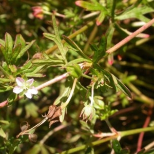 Geranium sp. Pleated sepals (D.E.Albrecht 4707) Vic. Herbarium at Watson, ACT - 9 Dec 2020