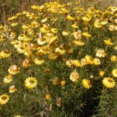 Xerochrysum viscosum (Sticky Everlasting) at The Fair, Watson - 9 Dec 2020 by waltraud