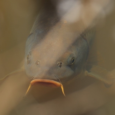 Cyprinus carpio (Common Carp) at Wodonga, VIC - 11 Dec 2020 by Kyliegw