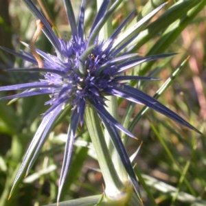 Eryngium ovinum at Watson, ACT - 9 Dec 2020