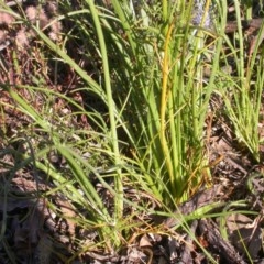 Eryngium ovinum at Watson, ACT - 9 Dec 2020