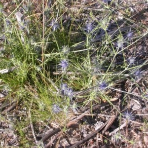 Eryngium ovinum at Watson, ACT - 9 Dec 2020