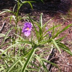 Solanum linearifolium (Kangaroo Apple) at The Fair, Watson - 9 Dec 2020 by waltraud