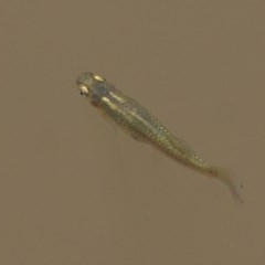 Gambusia holbrooki (Gambusia, Plague minnow, Mosquito fish) at Wodonga, VIC - 11 Dec 2020 by KylieWaldon