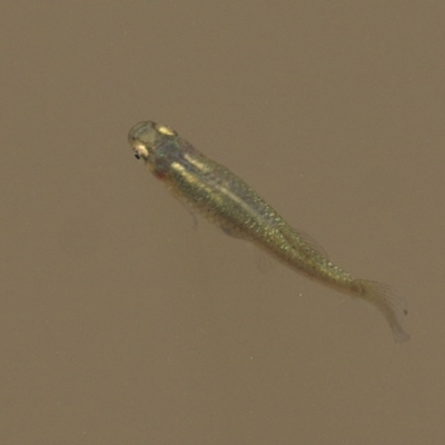 Gambusia holbrooki (Gambusia, Plague minnow, Mosquito fish) at Wodonga, VIC - 11 Dec 2020 by Kyliegw