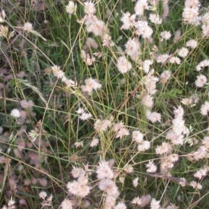 Rytidosperma carphoides at Watson, ACT - 27 Nov 2020