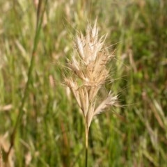 Rytidosperma sp. (Wallaby Grass) at The Fair, Watson - 9 Dec 2020 by waltraud