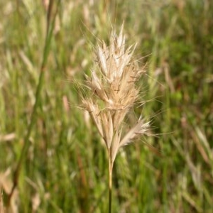 Rytidosperma sp. at Watson, ACT - 9 Dec 2020