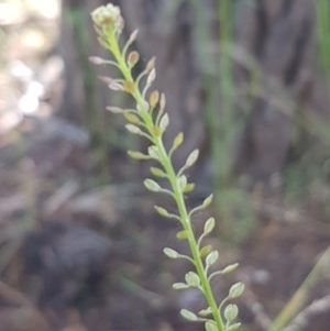 Lepidium africanum at Griffith, ACT - 11 Dec 2020 02:06 PM