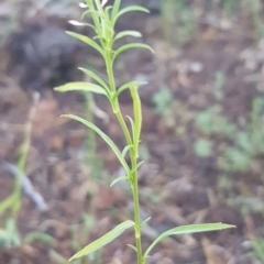 Lepidium africanum at Griffith, ACT - 11 Dec 2020 02:06 PM