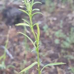 Lepidium africanum at Griffith, ACT - 11 Dec 2020 02:06 PM