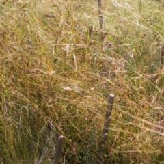 Themeda triandra (Kangaroo Grass) at The Fair, Watson - 9 Dec 2020 by waltraud