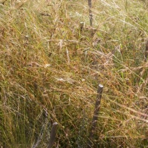 Themeda triandra at Watson, ACT - 9 Dec 2020