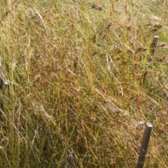 Themeda triandra at Watson, ACT - 9 Dec 2020 05:45 PM