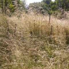 Themeda triandra at Watson, ACT - 9 Dec 2020