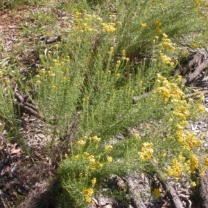 Chrysocephalum semipapposum at Watson, ACT - 9 Dec 2020