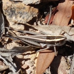 Apotropis tricarinata (Eastern striped grasshopper) at Bruce, ACT - 11 Dec 2020 by tpreston