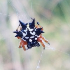 Austracantha minax (Christmas Spider, Jewel Spider) at Bruce, ACT - 11 Dec 2020 by tpreston