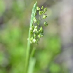 Briza minor (Shivery Grass) at Wamboin, NSW - 17 Oct 2020 by natureguy