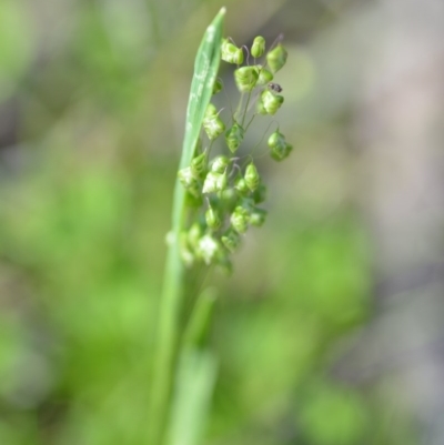 Briza minor (Shivery Grass) at Wamboin, NSW - 17 Oct 2020 by natureguy