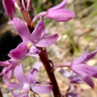 Dipodium roseum (Rosy Hyacinth Orchid) at Rugosa - 11 Dec 2020 by SenexRugosus