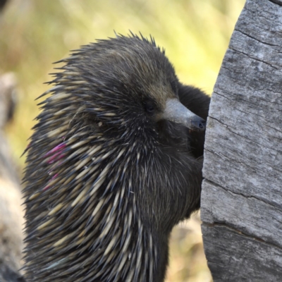 Tachyglossus aculeatus (Short-beaked Echidna) at Mulligans Flat - 8 Dec 2020 by davidcunninghamwildlife