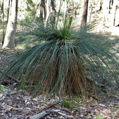 Xanthorrhoea glauca subsp. angustifolia (Grey Grass-tree) at Yass River, NSW - 11 Dec 2020 by SenexRugosus