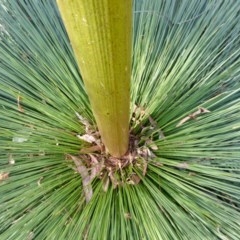 Xanthorrhoea sp. at Yass River, NSW - 11 Dec 2020