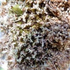 Xanthorrhoea sp. at Yass River, NSW - 11 Dec 2020