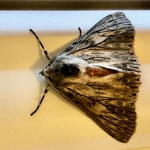 Cyneoterpna wilsoni at Aranda, ACT - 11 Dec 2020