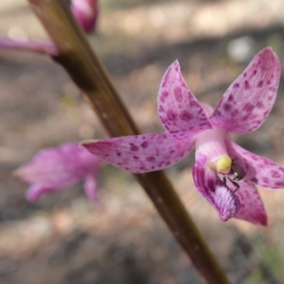 Dipodium roseum (Rosy Hyacinth Orchid) at Rugosa - 16 Dec 2020 by SenexRugosus