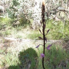 Dipodium roseum at Yass River, NSW - 17 Dec 2020