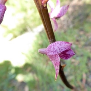 Dipodium roseum at Yass River, NSW - 17 Dec 2020