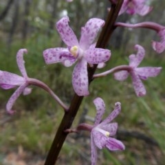 Dipodium roseum at Yass River, NSW - 17 Dec 2020