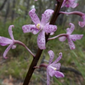 Dipodium roseum at Yass River, NSW - 17 Dec 2020