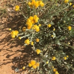 Chrysocephalum apiculatum (Common Everlasting) at Sullivans Creek, Turner - 11 Dec 2020 by Tapirlord