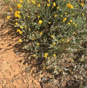 Chrysocephalum apiculatum at Turner, ACT - 11 Dec 2020