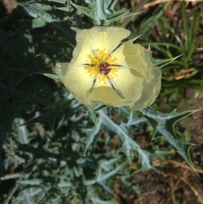 Argemone ochroleuca subsp. ochroleuca (Mexican Poppy, Prickly Poppy) at Canberra, ACT - 11 Dec 2020 by Tapirlord