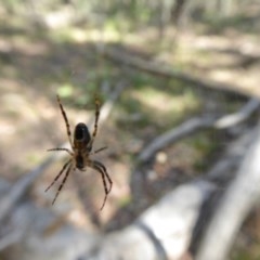 Plebs bradleyi at Yass River, NSW - 11 Dec 2020