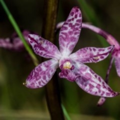 Dipodium punctatum (Blotched Hyacinth Orchid) at Tuggeranong Hill - 11 Dec 2020 by dan.clark