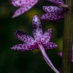 Dipodium punctatum at Conder, ACT - suppressed