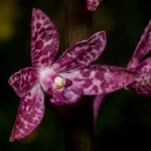 Dipodium punctatum at Conder, ACT - suppressed