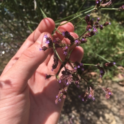 Verbena incompta (Purpletop) at Sullivans Creek, Acton - 11 Dec 2020 by Tapirlord