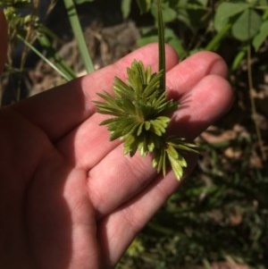 Cyperus eragrostis at Acton, ACT - 11 Dec 2020