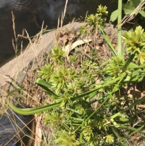 Cyperus eragrostis at Acton, ACT - 11 Dec 2020