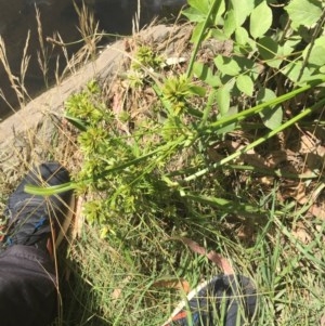 Cyperus eragrostis at Acton, ACT - 11 Dec 2020