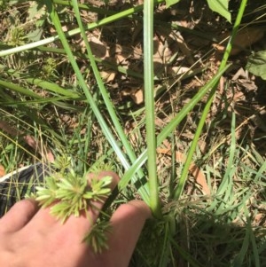 Cyperus eragrostis at Acton, ACT - 11 Dec 2020