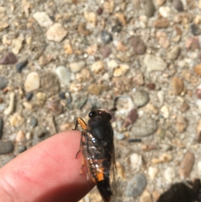 Yoyetta robertsonae (Clicking Ambertail) at ANU Kingsley Precinct - 11 Dec 2020 by Tapirlord