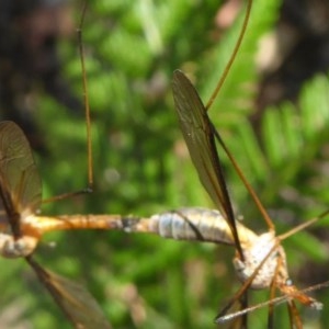 Leptotarsus (Leptotarsus) sp.(genus) at Yass River, NSW - 11 Dec 2020